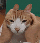 张学友吐血表情2