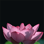 再见的表情图可爱3