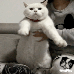 新版微信怎么弄自己的表情包7