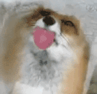 我不要爱情我想吃小鱼表情包5