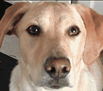 玩偶熊搞笑表情包9 玩偶熊搞笑表情包9