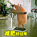 含有动物的鄙视表情10 含有动物的鄙视表情10
