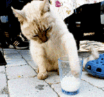 10组呆呆的搞笑表情10