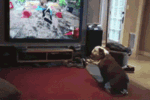 关于可爱狗狗的表情包gif3 关于可爱狗狗的表情包gif3