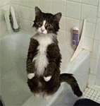 qq里招财猫的表情是什么意思8 qq里招财猫的表情是什么意思8