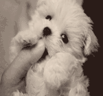 微信中秋节的表情5