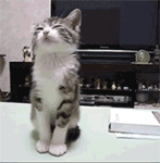 表情包2025祝福8 表情包2025祝福8