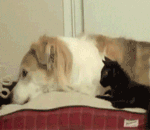 小白兔子表情包恶搞5 小白兔子表情包恶搞5