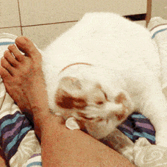 沙雕熊猫表情包大全4 沙雕熊猫表情包大全4