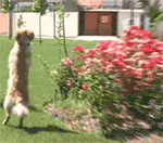 表情包乡村爱情动图10 表情包乡村爱情动图10