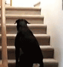 有几把的萌妹表情包3 有几把的萌妹表情包3