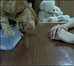 用自己的照片制作表情包6 用自己的照片制作表情包6