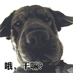 梦幻表情包在哪个文件13