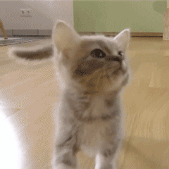 保证书搞笑表情包6 保证书搞笑表情包6