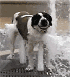 有关女生的表情图片可爱9