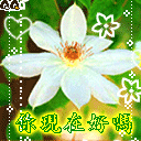 元旦节祝福表情12 元旦节祝福表情12