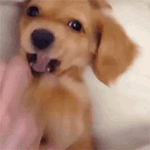 表达爱情的动态图片大全4