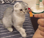 梦幻大话表情6 梦幻大话表情6