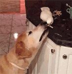 老战友问候语表情图片7