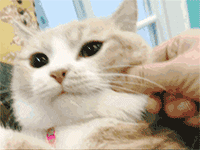 愚人节沙雕熊猫表情包6