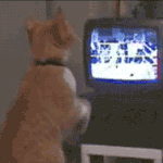 8组才会的GIF表情3 8组才会的GIF表情3