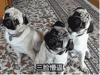 微信真人动图表情包怎么做11