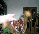 印尼胖子动态表情包10