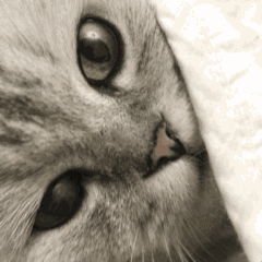 搞笑剪辑常用表情包5 搞笑剪辑常用表情包5