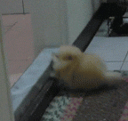 qq表情恶搞黄6 qq表情恶搞黄6