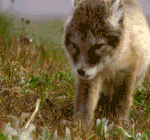 小羊吐舌头头像12 小羊吐舌头头像12