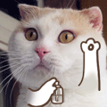 猫咪卖萌表情包3 猫咪卖萌表情包3