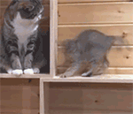 形容动态的恶搞表情1 形容动态的恶搞表情1