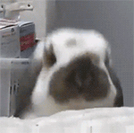 经典大笑的表情包9 经典大笑的表情包9