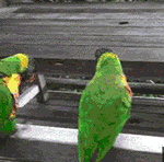 8张轻轻的表情包13 8张轻轻的表情包13