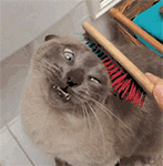 晚上好情侣问候语动画表情2