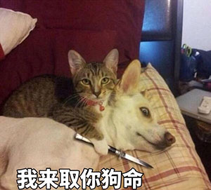 软萌兔生气表情包图片8 软萌兔生气表情包图片8