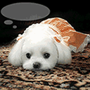 猪手的表情包都有啥样的4