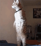 表情与心情主题10