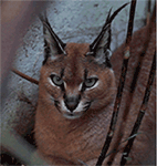 dnf偷听恶搞表情2