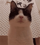 有关四溢的安卓表情包12