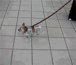 向帅哥敬礼表情包4