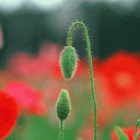 超萌的动物表情图片大全5