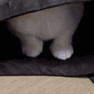 动漫动态表情包卖萌5