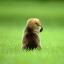 微信如何自做表情包5