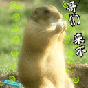 qq收藏表情收藏不了6 qq收藏表情收藏不了6