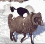 金馆长表情包无文字9 金馆长表情包无文字9