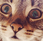 长脸 表情包4 长脸 表情包4