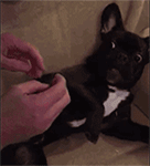 神经吐血鸡表情包4