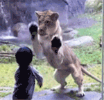 q友乐园滑稽表情裹被4