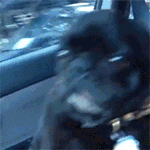 爱情公寓5猪猪动画表情图8 爱情公寓5猪猪动画表情图8